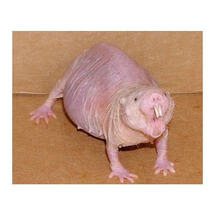 Se você acha ratos feios é porque não conhece o  rato  -  toupeira  -  pelado... 