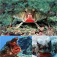 O  Peixe-morcego-boca-vermelha vive próximo das Ilhas Galápacos a profundidades superiores a 30m! 