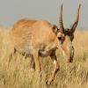 A Saiga é um espécie de Antílope com o nariz estranho