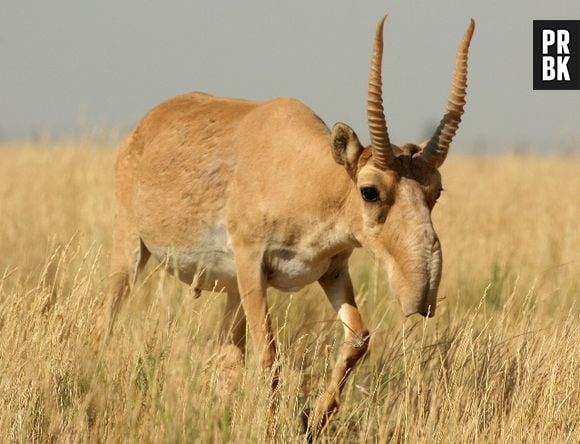 A Saiga é um espécie de Antílope com o nariz estranho