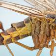Já imaginou um escorpião voador? Ele existe, e se chama Panorpa Communis, ou Mosca Escorpião.  