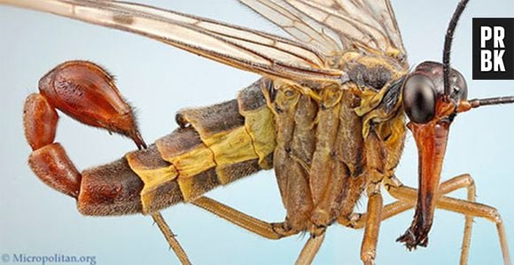 Já imaginou um escorpião voador? Ele existe, e se chama Panorpa Communis, ou Mosca Escorpião.