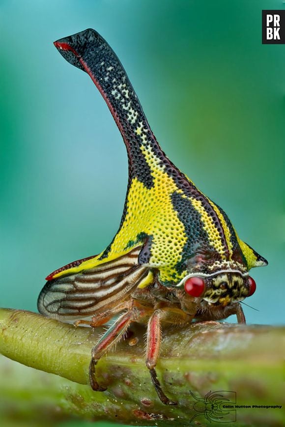 A Umbonia Spinosa finge que é um espinho nas árvores pra fugir dos predadores