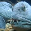 O Wolffish (Anarhichas lupus) tem uma aparência assustadora!