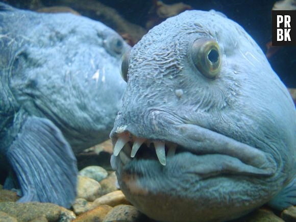 O Wolffish (Anarhichas lupus) tem uma aparência assustadora!