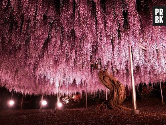 As Glicínias são uma das belezas naturais do Japão