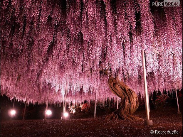 As Glicínias são uma das belezas naturais do Japão