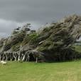 Essa árvore da Nova Zelândia ganhou um formato bem interessante graças aos ventos constantes