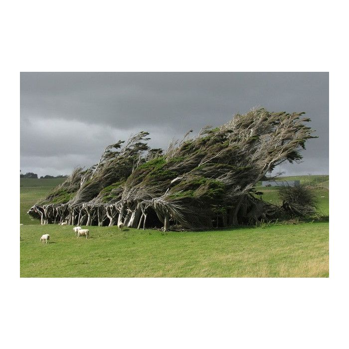 Essa árvore da Nova Zelândia ganhou um formato bem interessante graças aos ventos constantes