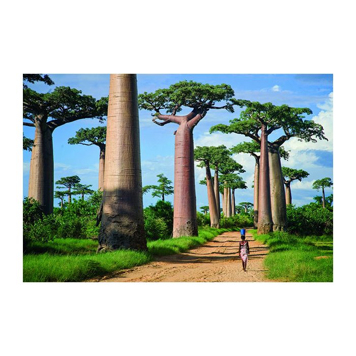 Os Baobás de Madagascar parecem até arvóres de animações da Disney!