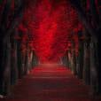 Um belo túnel de Bordos Vermelhos