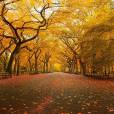 Que belo visual essas árvores dão para o Central Park, em Nova Iorque.