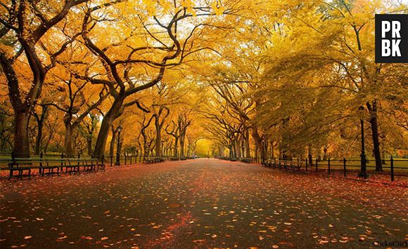 Que belo visual essas árvores dão para o Central Park, em Nova Iorque.