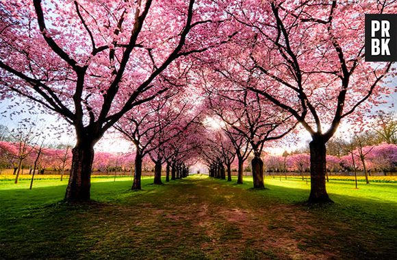 Esse parque da Alemanha tem belas cerejeiras como enfeite