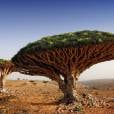 Chamada de "Dragoeiro", essas belas árvores precisam ser bem resistentes pra sobreviverem no solo seco do Iémen