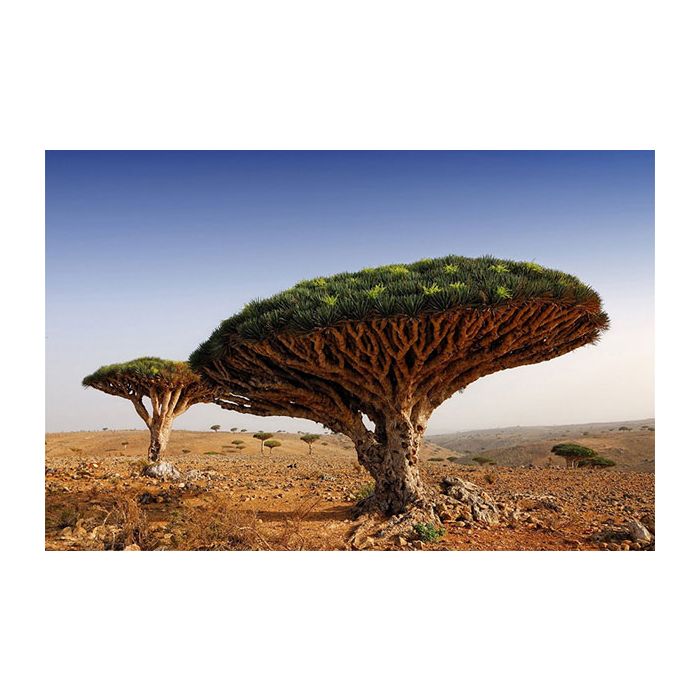 Chamada de &quot;Dragoeiro&quot;, essas belas árvores precisam ser bem resistentes pra sobreviverem no solo seco do Iémen