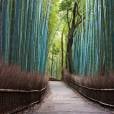 Você nunca viu uma floresta de bambú como essa no Japão!