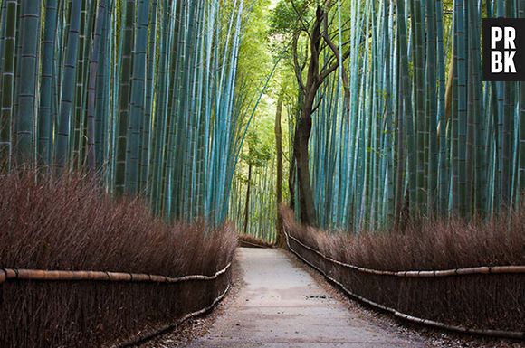 Você nunca viu uma floresta de bambú como essa no Japão!