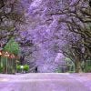 Os Jacarandás da África do Sul são de tirar o fôlego!