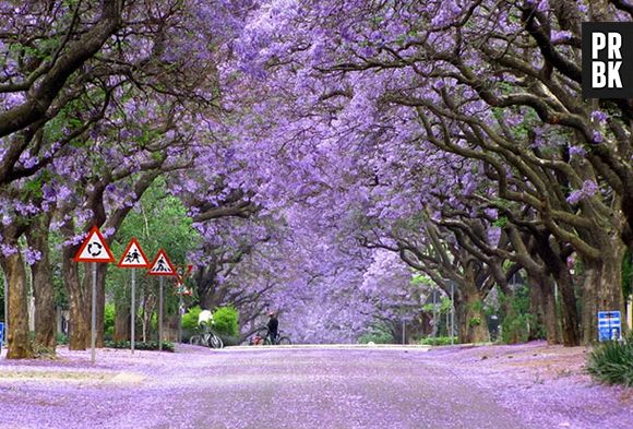 Os Jacarandás da África do Sul são de tirar o fôlego!