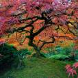 O Jardim de Portland, nos EUA, chama atenção por suas árvores coloridas