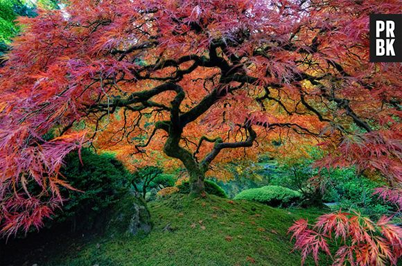 O Jardim de Portland, nos EUA, chama atenção por suas árvores coloridas