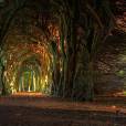 E esse belo túnel de árvores na Irlanda?