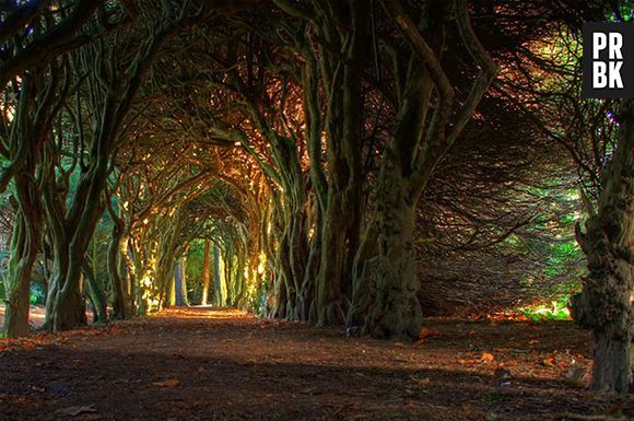 E esse belo túnel de árvores na Irlanda?