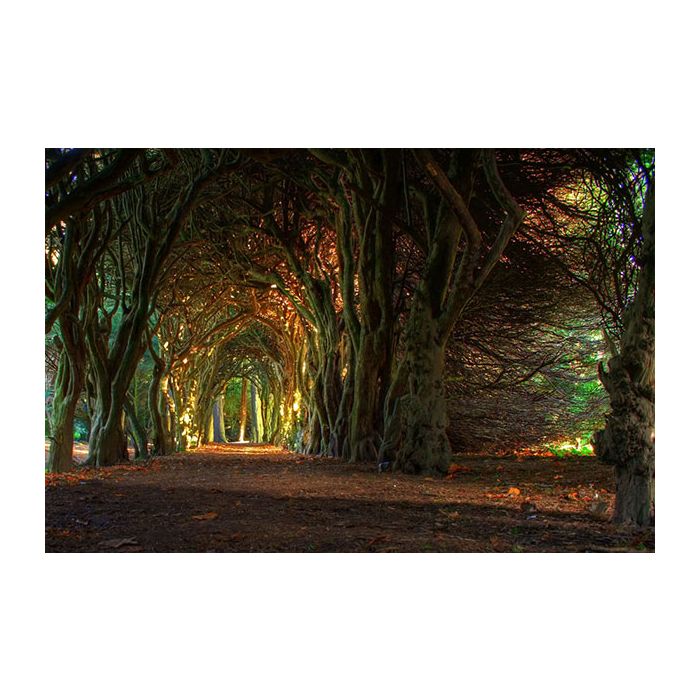 E esse belo túnel de árvores na Irlanda?