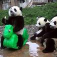 Já dizia o ditado: quando as crianças saem, os pandas fazem a festa