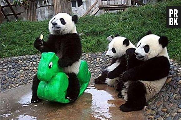 Já dizia o ditado: quando as crianças saem, os pandas fazem a festa