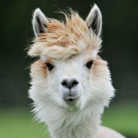 12 animais que tem um "cabelo" de causar inveja em muito humano