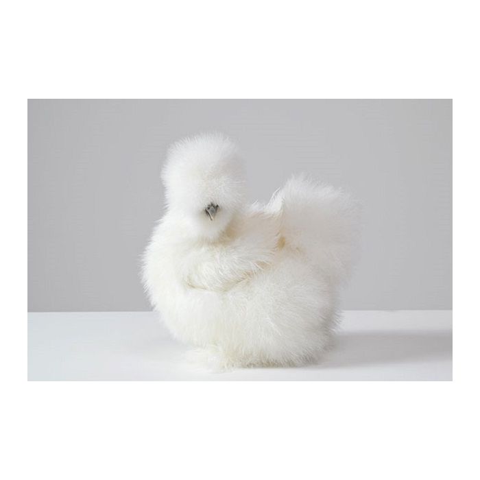 Vai dizer que essa não é a espécie de galinha mais elegante que você já viu?