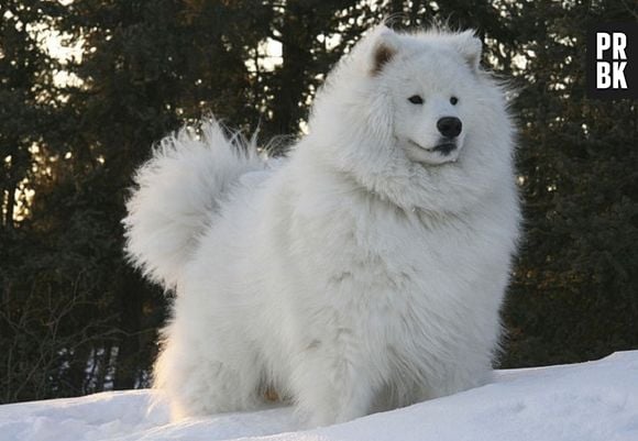 Certeza que esse cachorro acabou de sair de um salão de beleza