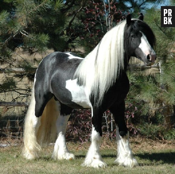 Tem muita mulher aí que daria tudo por um cabelo igual ao desse cavalo