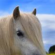 Além de ter um cabelo liso, esse cavalo ainda fica posando pra foto...