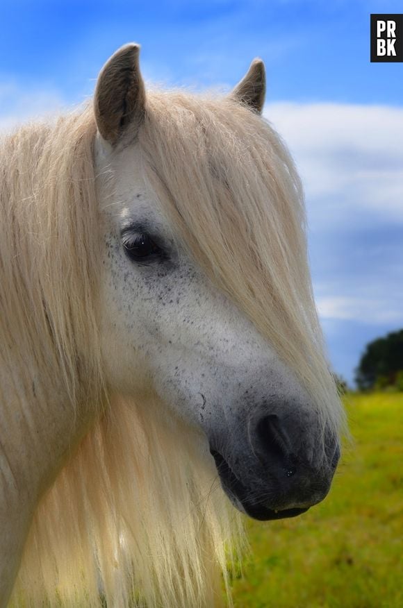 Além de ter um cabelo liso, esse cavalo ainda fica posando pra foto...