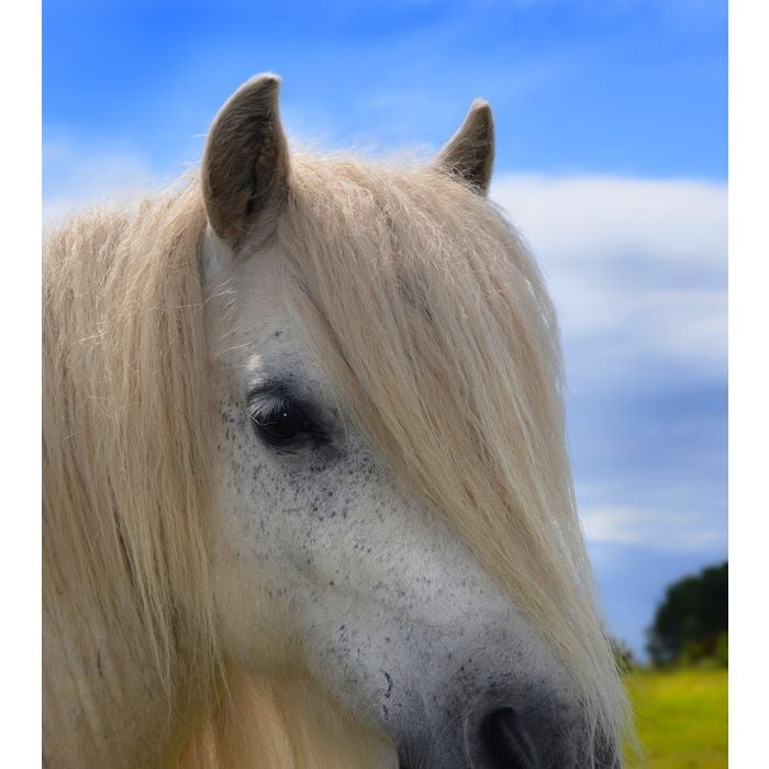 Além de ter um cabelo liso, esse cavalo ainda fica posando pra foto...