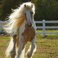 Olha como esse cavalo corre com seus cabelos esvoançando com elegância