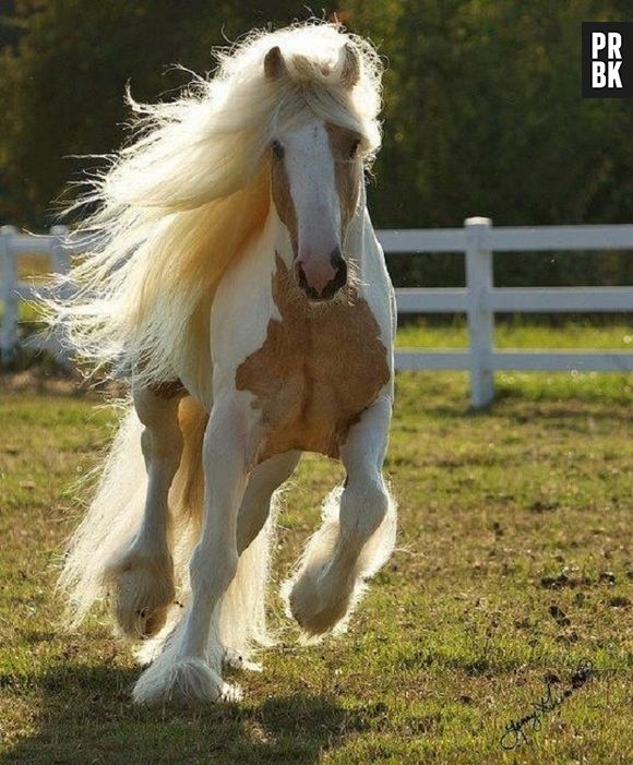 Olha como esse cavalo corre com seus cabelos esvoançando com elegância