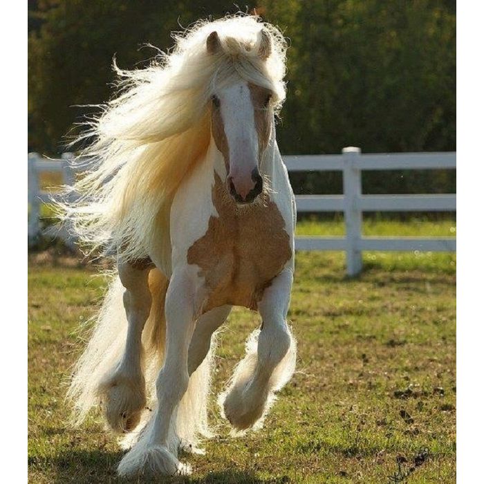 Olha como esse cavalo corre com seus cabelos esvoançando com elegância