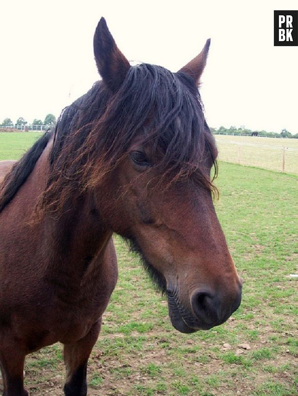 Esse outro cavalo resolveu adotar um visual mais despojado