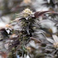 Afinal, você sabe por que a maconha é proibida no Brasil e em outros países?