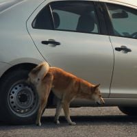 Por que cachorros fazem xixi na roda do carro? Saiba o motivo e como evitar que cães urinem no pneu