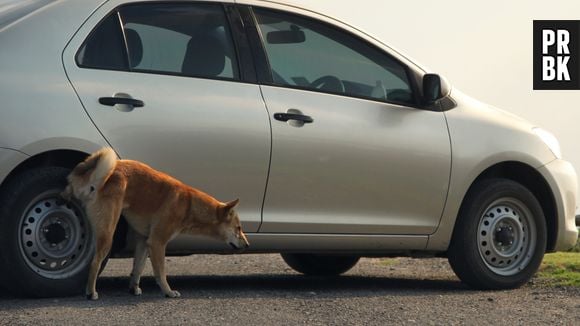 Cachorros adoram fazer xixi nos pneus dos carros