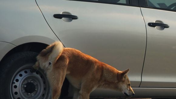 Por que cachorros fazem xixi na roda do carro? Saiba o motivo e como evitar que cães urinem no pneu