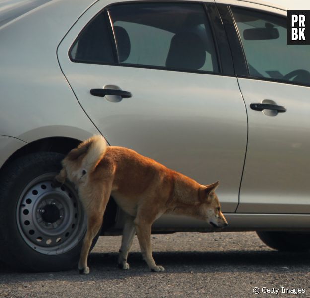 Cachorros adoram fazer xixi nos pneus dos carros