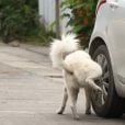 Muitos motoristas já sofreram com xixi de cachorro nas rodas