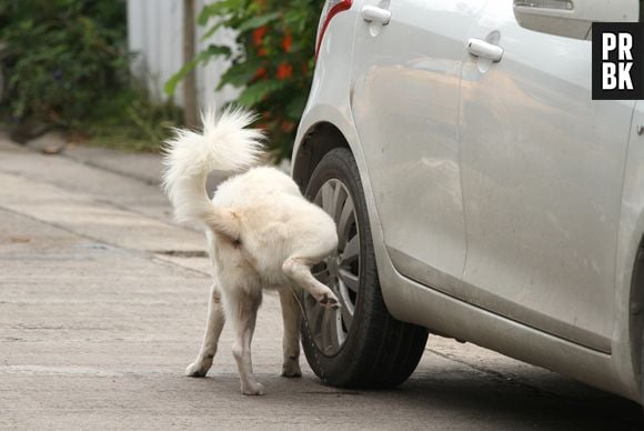 Muitos motoristas já sofreram com xixi de cachorro nas rodas