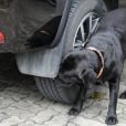 O poderoso olfato canino faz com que os cães fiquem atraídos pelo odor do pneu